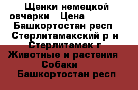 Щенки немецкой овчарки › Цена ­ 30 000 - Башкортостан респ., Стерлитамакский р-н, Стерлитамак г. Животные и растения » Собаки   . Башкортостан респ.